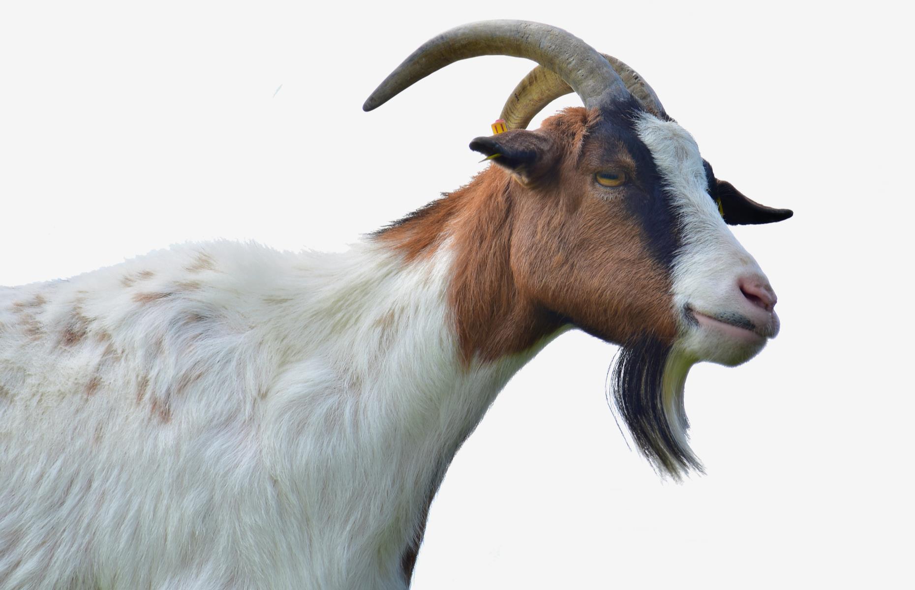 A goat farm in Alabama